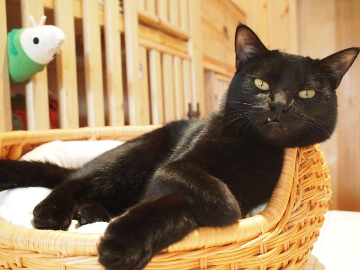 Nekobiyaka, Kafe Khusus Kucing Hitam Satu-satunya di Dunia