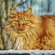 Perhatikan Kesehatan Si Mpus, Kenali Fakta Penyakit Scabies Pada Kucing!