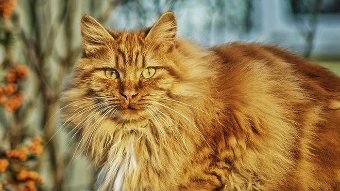 Perhatikan Kesehatan Si Mpus, Kenali Fakta Penyakit Scabies Pada Kucing!