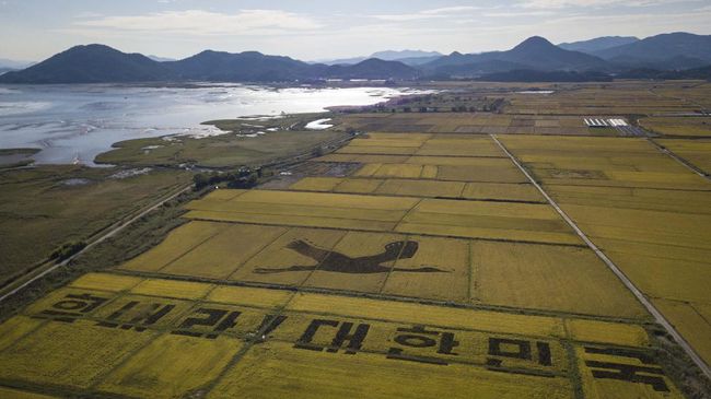 Orang-orangan Sawah Bertema Corona di Korea Selatan Di tengah pandemi virus corona, petani di Suncheon membuat orang-orangan sawahnya bertema tetap semangat menghadapi pandemi virus corona.
