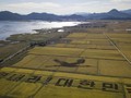 Orang-orangan Sawah Bertema Corona di Korea Selatan