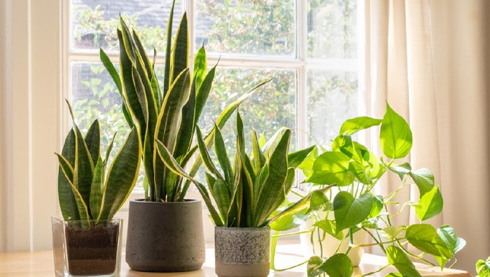 Indoor houseplants next to a window in a beautifully designed home or flat interior.