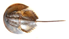 Darah Mahal Kepiting Tapal Kuda dan Potensi Vaksin Covid-19