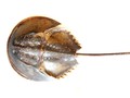Darah Mahal Kepiting Tapal Kuda dan Potensi Vaksin Covid-19