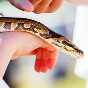 Bukan Direndam Air Garam, Ini Pertolongan Pertama yang Perlu Dilakukan Saat Digigit Ular Berbisa, Kamu Perlu Tahu!