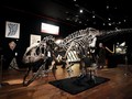 Fakta Fosil Dinosaurus Berusia 140 Juta Tahun di Argentina