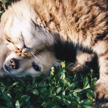 Tak Hanya Manusia, Jaga Jarak Perlu Diterapkan ke Hewan Peliharaan