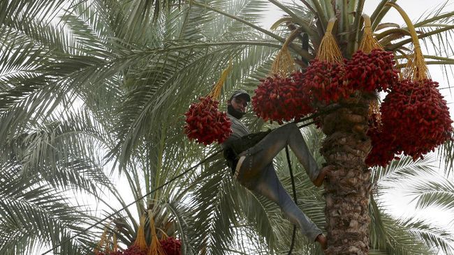 Sebatang pohon kurma Yudea yang telah punah selama ratusan tahun, ditumbuhkan kembali. Sebuah keajaiban kecil sudah ditunggu selama 2000 tahun.