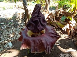 Video 3 Bunga Bangkai di Pemakaman Mati, Diduga Ditebang Warga