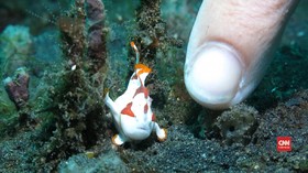 VIDEO: Jumpa Fauna Laut Kerdil di Selat Lembeh