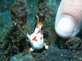 VIDEO: Jumpa Fauna Laut Kerdil di Selat Lembeh