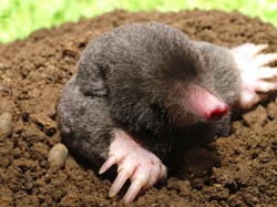 Tikus Tanah Emas Buta Ditemukan Lagi Usai Hampir Seabad Hilang