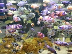 4 Fakta Dapat Cuan dari Jualan Ikan Chichild