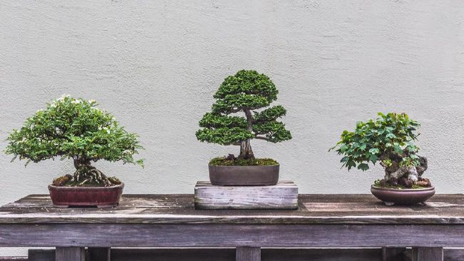 Bonsai dipercaya membawa banyak keberuntungan, kekayaan, dan energi yang baik dalam feng shui. Namun apa kata feng shui soal bonsai?
