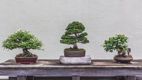 Benarkah Feng Shui Bonsai Bawa Cuan dan Keberuntungan?