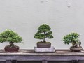 15 Jenis Tanaman Bonsai untuk Hiasan di Rumah