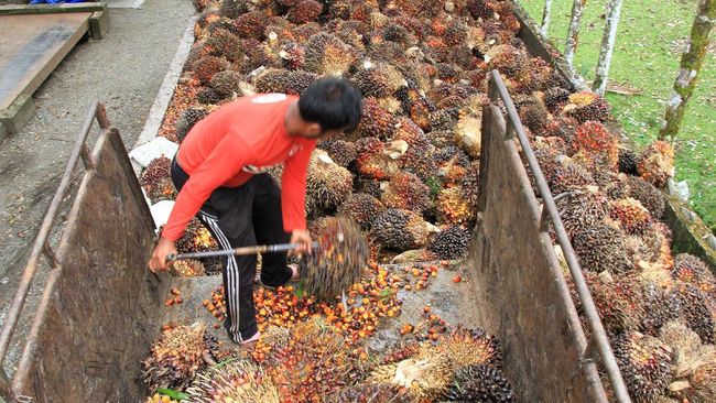 Program SMILE Berdayakan Petani Sawit lewat Sertifikasi RSPO Inisiatif SMILE ini bertujuan untuk memberdayakan petani kelapa sawit dalam menciptakan mata pencaharian yang lebih baik melalui sertifikasi RSPO.