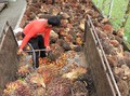 Program SMILE Berdayakan Petani Sawit lewat Sertifikasi RSPO