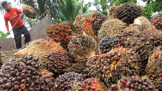 Para taipan yang kaya berkat kelapa sawit ini tahun lalu mendapat berkah setelah harga minya kelapa sawit mentah (CPO) yang melambung di pasar internasional.