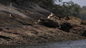 FOTO: Furtada, Pulau bagi Kucing yang Tak Lagi Disayang