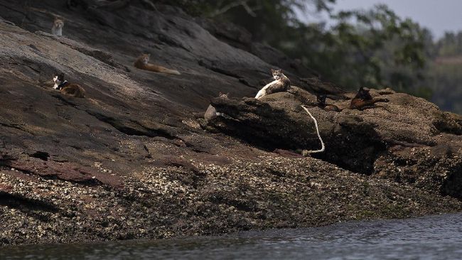 FOTO Furtada Pulau bagi Kucing  yang Tak Lagi Disayang