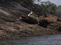 FOTO: Furtada, Pulau bagi Kucing yang Tak Lagi Disayang