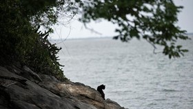 Corona, Kucing di Pulau Furtada Dikhawatirkan Jadi Kanibal
