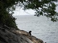 Corona, Kucing di Pulau Furtada Dikhawatirkan Jadi Kanibal