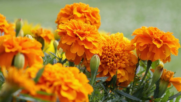 Orange marigold flowers.