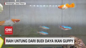VIDEO: Raih Untung Dari Budi Daya Ikan Guppy