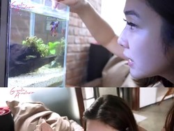 Daftar Seleb yang Gila Ikan Cupang