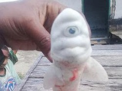 Sering Disebut Dajjal, Hewan Mata Satu Punya Kondisi Langka