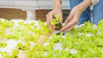 5 Tips Membuat Tanaman Hidroponik Indoor