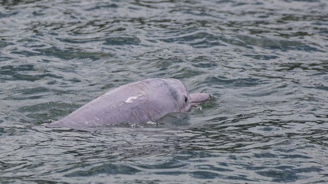 Sayangnya saat ini diperkirakan hanya ada 2.000 lumba-lumba merah muda yang tersisa di Delta Sungai Mutiara, Hong Kong.