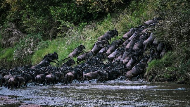 Migrasi jutaan hewan menjadi momen puncak dalam dunia fauna di Maasai Mara, Kenya. Sayangnya, tahun ini turis tak bisa menikmati pemandangan tersebut.