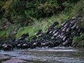 Migrasi Jutaan Hewan Maasai Mara Tahun Ini Nihil Penonton