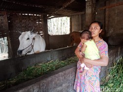 Ternyata Sapi Lebih Suka Ngobrol Langsung dengan Manusia, Manfaatnya?