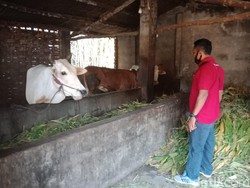 6 Ekor Sapi Limousin Warga Satu Kampung di Jombang Dicuri dalam Semalam