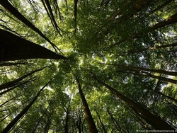 Ilmuwan: Hutan yang Asri adalah Solusi Atasi Kemiskinan