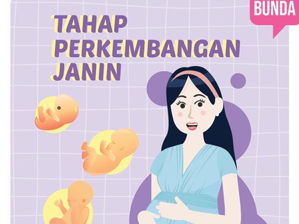 Tahap Perkembangan Janin