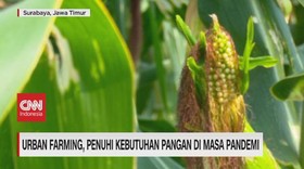 VIDEO: Urban Farming, Penuhi Kebutuhan Pangan di Masa Pandemi