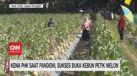 VIDEO: Kena PHK Saat Pandemi, Sukses Buka Kebun Petik Melon