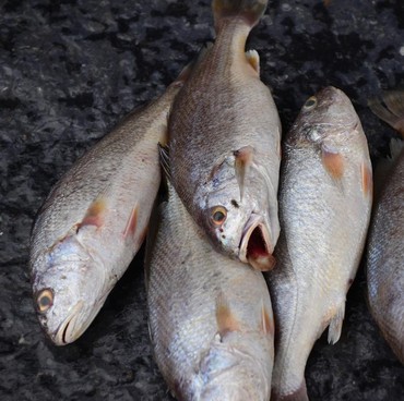 Menguak Fenomena Ikan Naik ke Daratan yang Disebut Pertanda Bencana
