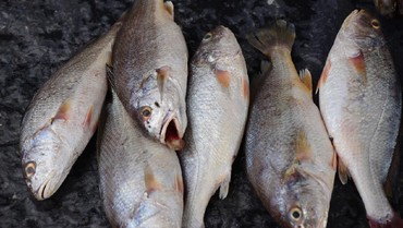 img-title Menguak Fenomena Ikan Naik ke Daratan yang Disebut Pertanda Bencana