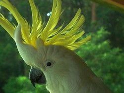 Burung yang Cerdas, Apa yang Anda Ketahui Tentang Kakatua Berjambul Kuning?