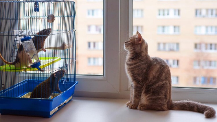 One young cat and two adult rats are looking at each other on the windowsill.