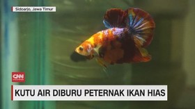 VIDEO: Kutu Air Diburu Peternak Ikan Hias