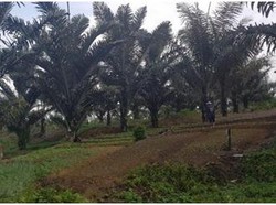 Sadap Nira Jadi Gula Aren, Petani Tomohon Bisa Dapat Rp 1 Juta/Hari