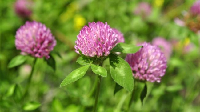 Menopause menimbulkan beberapa gejala yang mengganggu. Atasi gejala tersebut dengan 7 bahan herbal berikut ini.