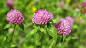 7 Herbal untuk Ringankan Gejala Menopause